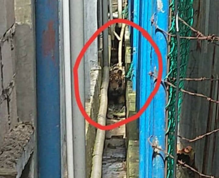  Warga Pulau Burung Heboh, Seekor Harimau Sumatera Terjepit di Pemukiman Warga